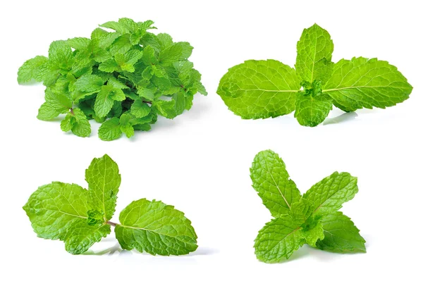 Mint leaf on white background — Stock Photo, Image