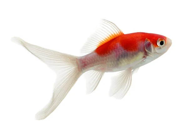 Złote ryby izolowane na białym tle — Zdjęcie stockowe
