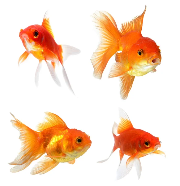 Goldfish Isolated on White Background — Stock Photo, Image