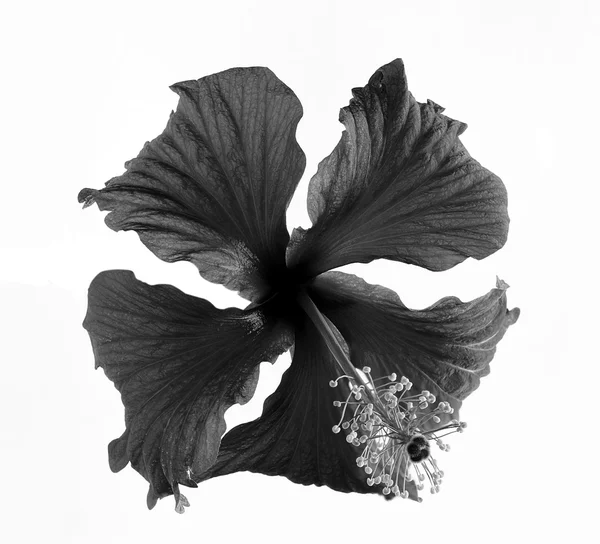 白い背景に分離された黒と白の花 — ストック写真