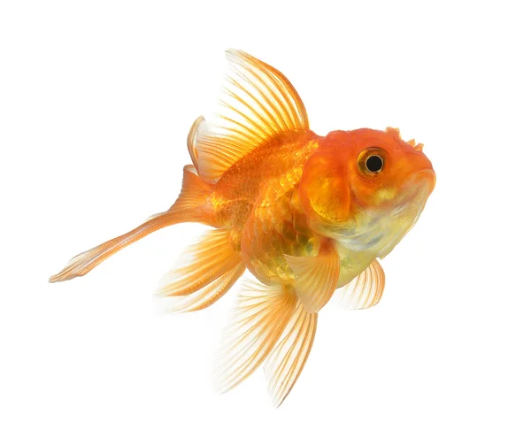 Beyaz arka planda izole edilmiş altın balık — Stok fotoğraf