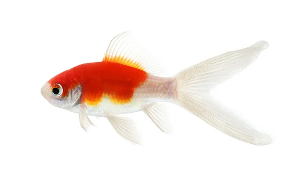 Goldfisch Isolation auf weißem Hintergrund — Stockfoto