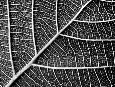 Siyah ve beyaz yaprak doku