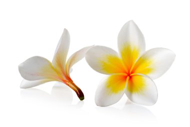 Beyaz arkaplanda izole Frangipani çiçeği
