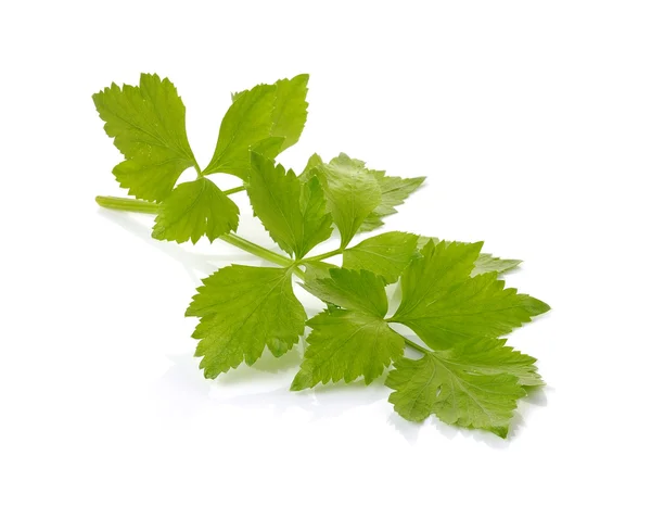 Celery on over white background — Stock Photo, Image