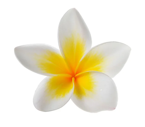 Цветок Франжипани на белом фоне — стоковое фото