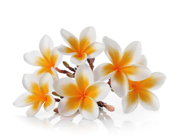 Flor Frangipani isolada sobre fundo branco — Fotografia de Stock