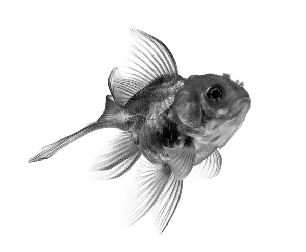 Goldfish negro aislado sobre fondo blanco —  Fotos de Stock