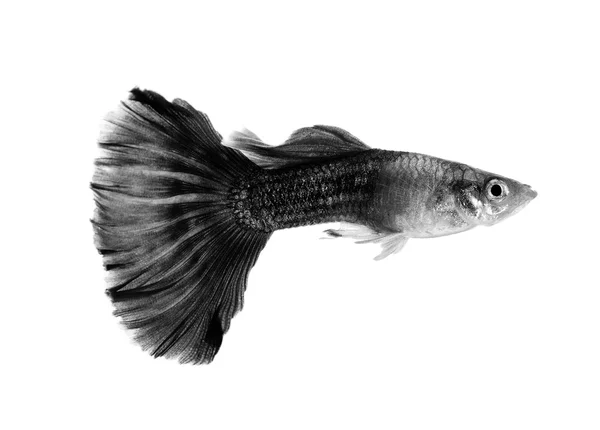 Pesce guppy nero isolato su sfondo bianco — Foto Stock