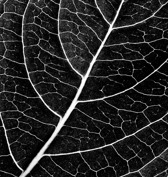 Black and white leaf texture — Stock Photo, Image
