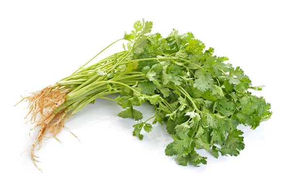 Cilantro sobre fondo blanco — Foto de Stock