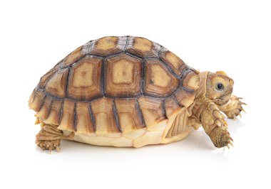 Beyaz zemin üzerinde kaplumbağa