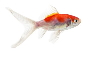Beyaz arka planda izole edilmiş altın balık
