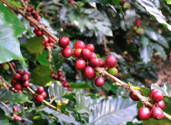 Kaffebönor på kaffe träd — Stockfoto