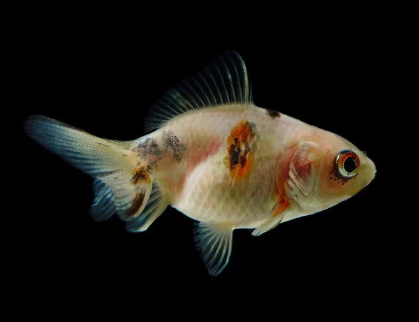 Peixe dourado isolado em preto — Fotografia de Stock