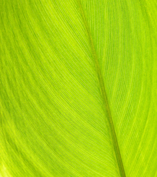 Textura de la hoja — Foto de Stock