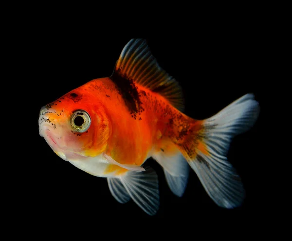 Peixe dourado isolado em preto — Fotografia de Stock