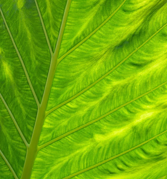 Textura de la hoja —  Fotos de Stock