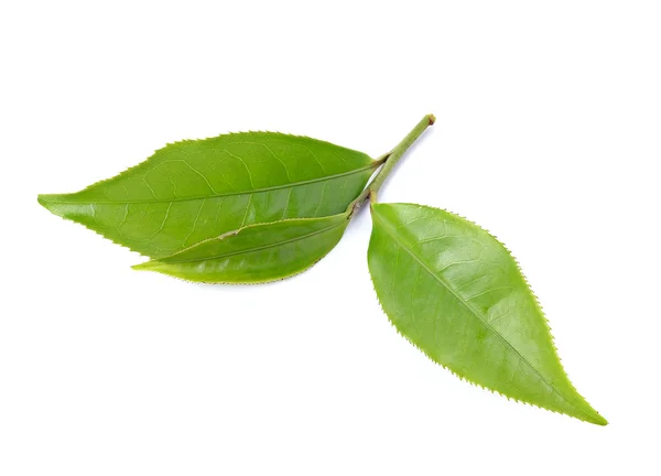 Hoja de té aislada sobre fondo blanco —  Fotos de Stock