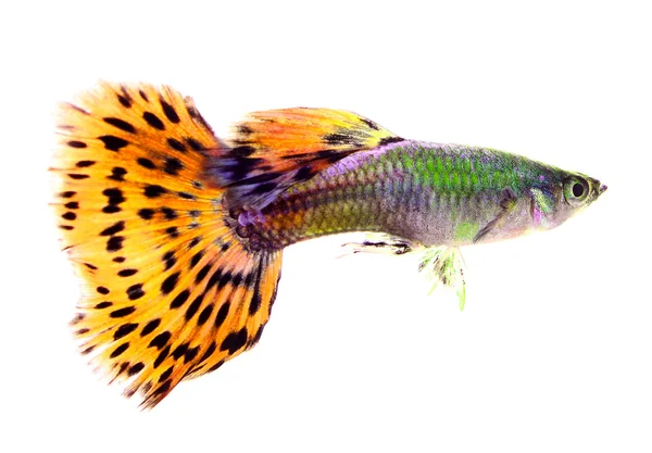Pesce guppy isolato su sfondo bianco — Foto Stock