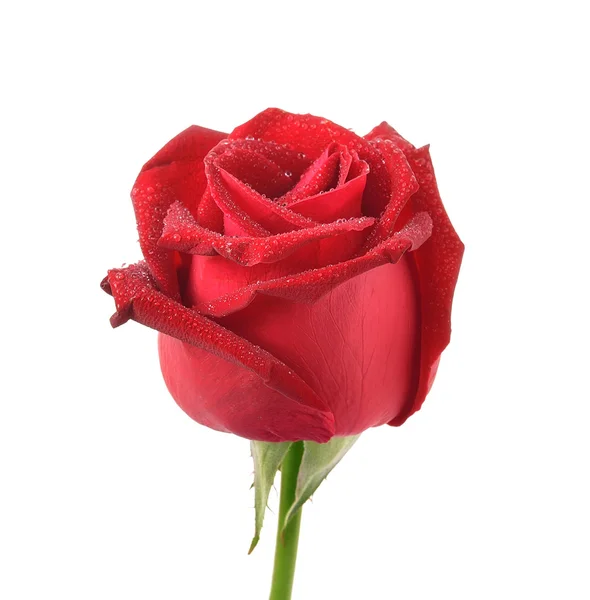 Rose on white background — Stock Photo, Image