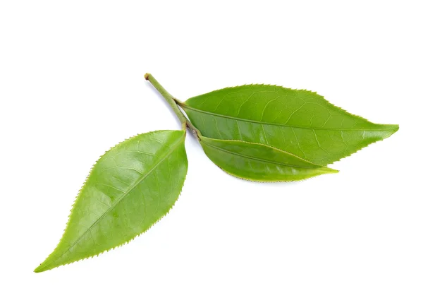 Feuille de thé isolée sur fond blanc — Photo