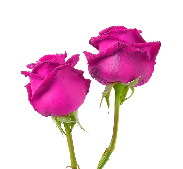 Roze roos op witte achtergrond — Stockfoto