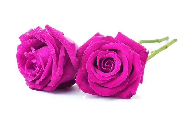 Pink rose on white background — Stock Photo, Image