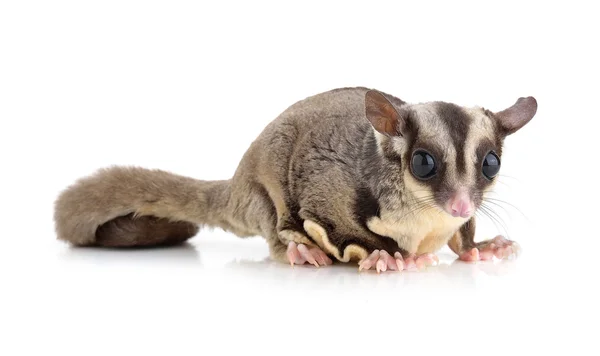 Sugar Glider em fundo branco — Fotografia de Stock