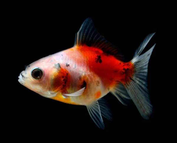 Gold fish isolated on black — Stock Photo, Image