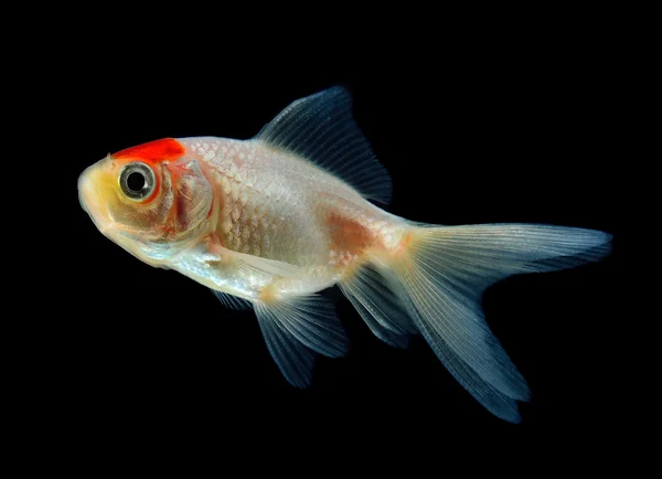 Gold fish Isolation on the back background — Stock Photo, Image