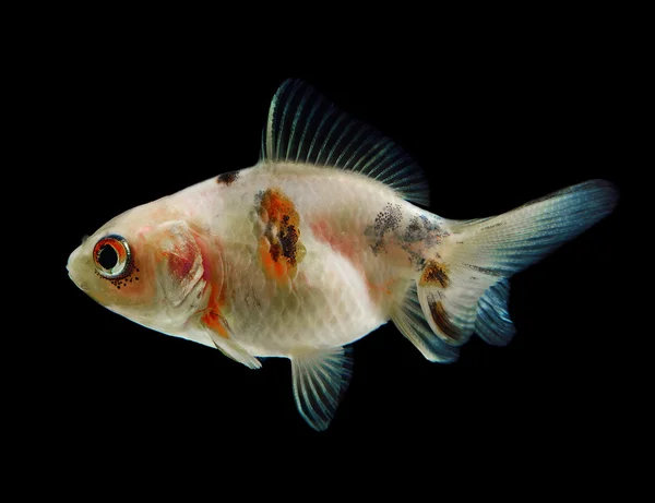 Peixe dourado isolado em preto — Fotografia de Stock