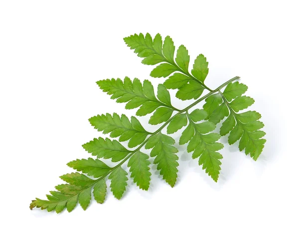 Feuille de fougère verte isolée sur blanc — Photo