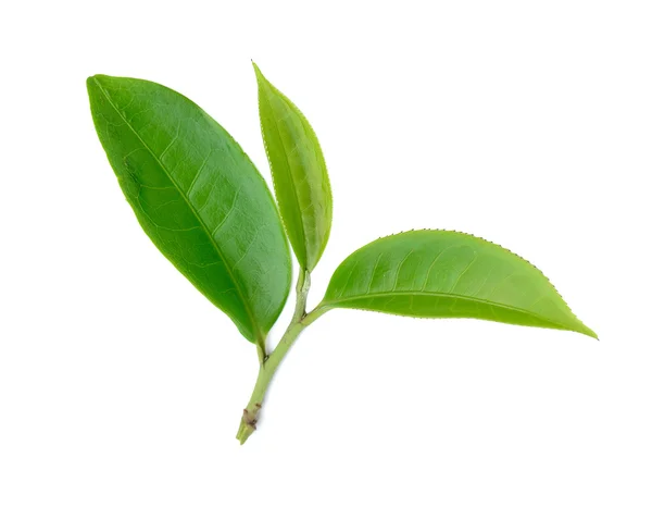 Feuille de thé vert isolé sur fond blanc — Photo