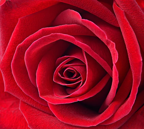 Primer plano macro de una rosa roja —  Fotos de Stock