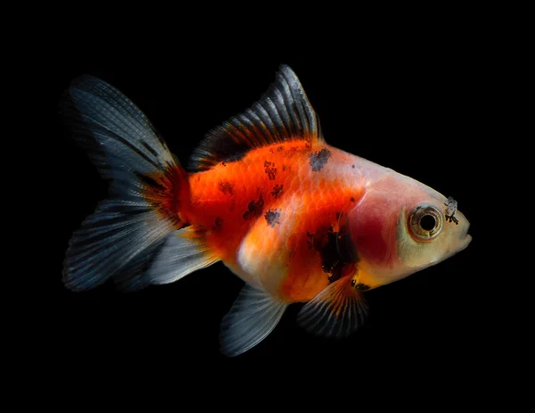 Peixe dourado isolado em preto — Fotografia de Stock