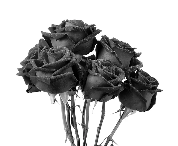Черный Роза на белом фоне — стоковое фото