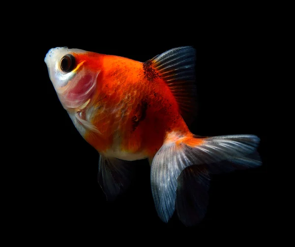 Gold fish isolated on black — Stock Photo, Image