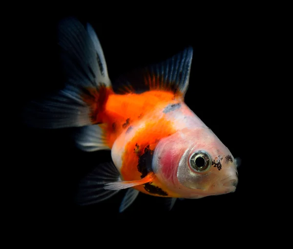 Peixe dourado isolado em preto — Fotografia de Stock