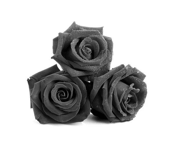 Black rose on white background — Stock Photo, Image