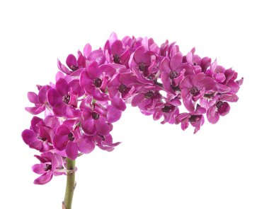 beyaz arkaplanda mor orkide çiçeği