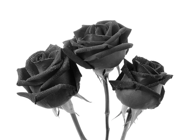 Schwarze Rose auf weißem Hintergrund — Stockfoto