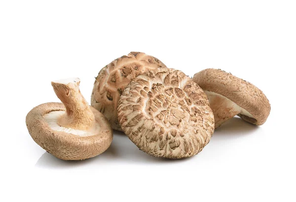 Shiitake houby na bílém pozadí — Stock fotografie