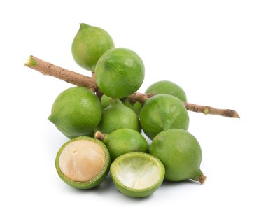 Beyaz arka planda taze Macadamia fındığı