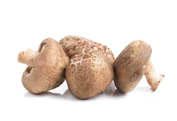 Shiitake mushrooms on white background — Stock Photo, Image