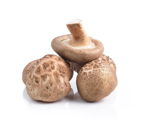 Shiitake mushrooms on white background — Stock Photo, Image