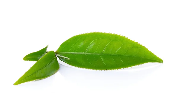 Beyaz arkaplanda yeşil çay yaprağı izole — Stok fotoğraf