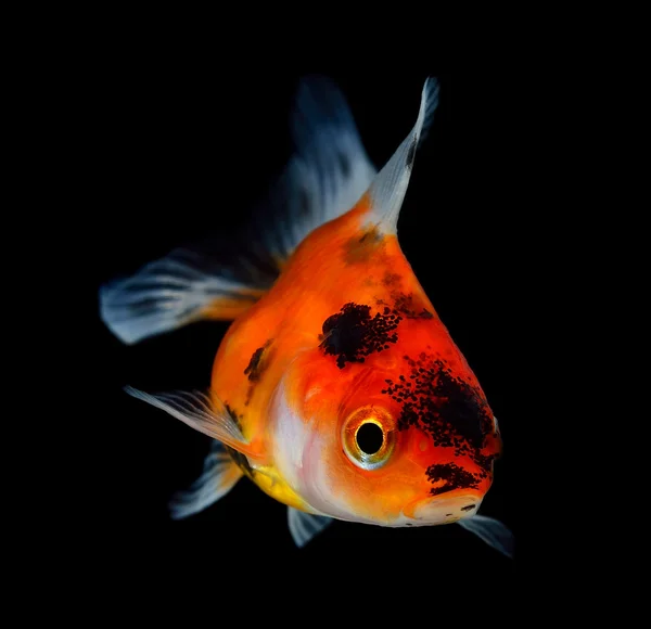 Peixe-dourado sobre fundo preto — Fotografia de Stock