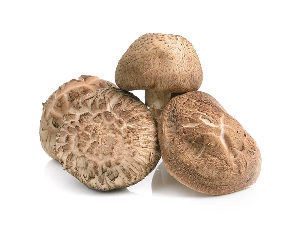 Shiitake mushrooms on white background — Stock Photo, Image