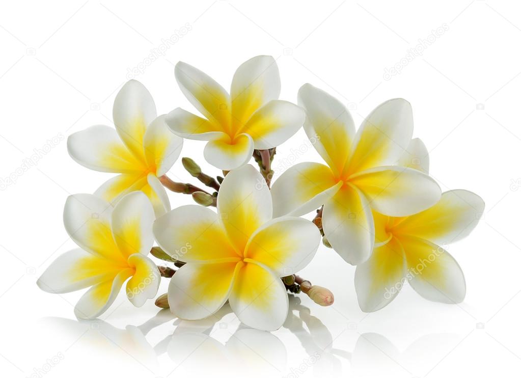 Tropical flowers frangipani (plumeria) isolated on white background